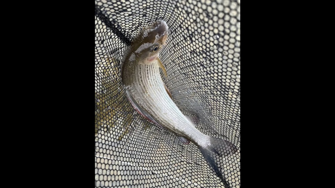 December Dry Flies for Grayling on the Dee - Snow Shoe Rabbit Emerger & Greenwell's Wally Wing VCAC