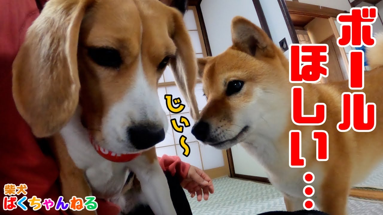 柴犬とビーグルのボール遊び。時々おじさん。