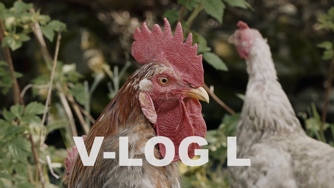 Panasonic V-LOG L / Lumix FZ2000 / 2500 / Optical & i.Zoom / Happy Chickens / Glückliche Hühner / 4K