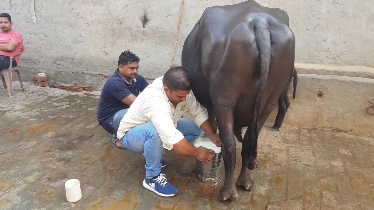 👍Live Milking: 95000 रु की भैंस-एक आम पशुपालक के कितना दूध देती है.👍