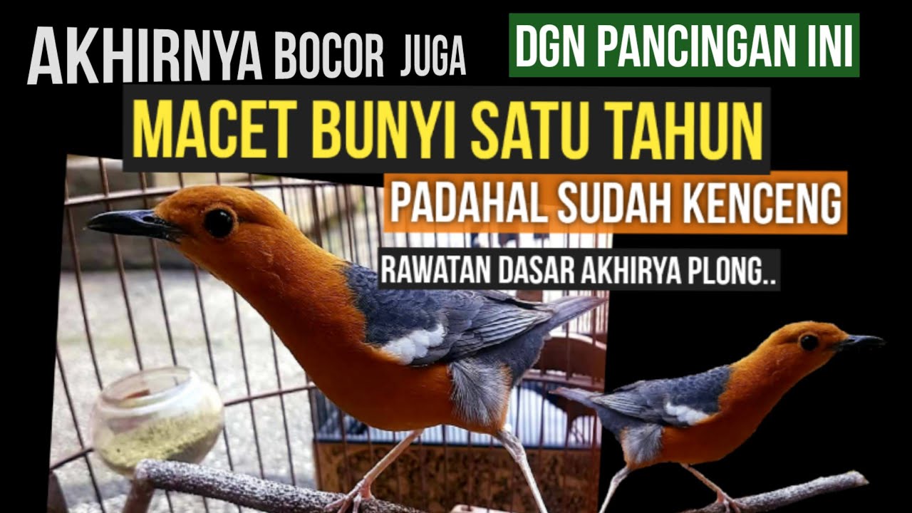 ANIS MERAH  Jantan MACET BUNYI PADAHAL SUDAH SINSET ,kekencengan. nga tahan dengar  pancingan ini