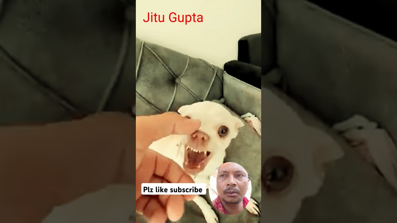 Doggy channel #funny #thread #comedyfilms #cartoon #threadingkaisekare #comedymovies #viralvideo 🐕🐕🐕