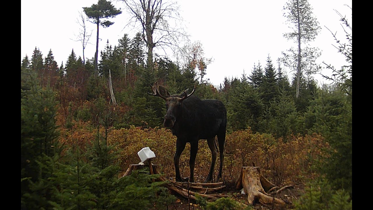 Nouvelle cache Orignal + Gros Beugg de kodak