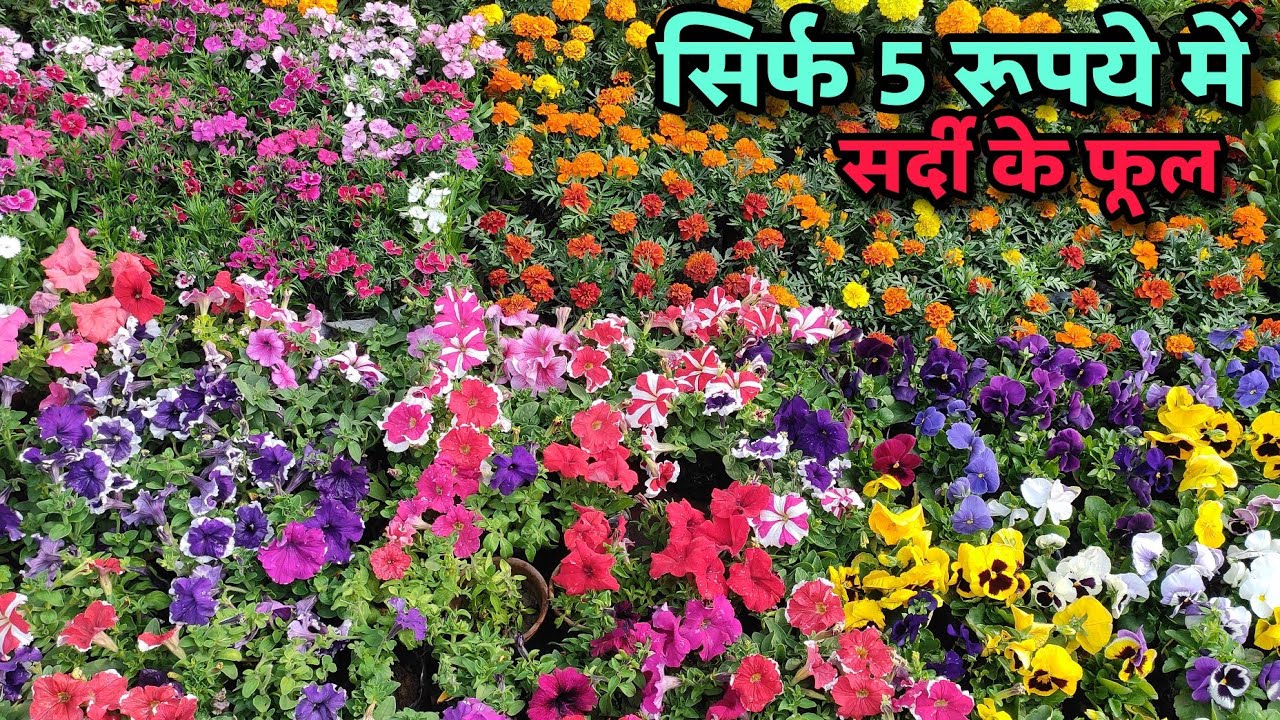 सिर्फ 5 रूपये में सर्दी का फूल, इसे लगाना मत भूल |