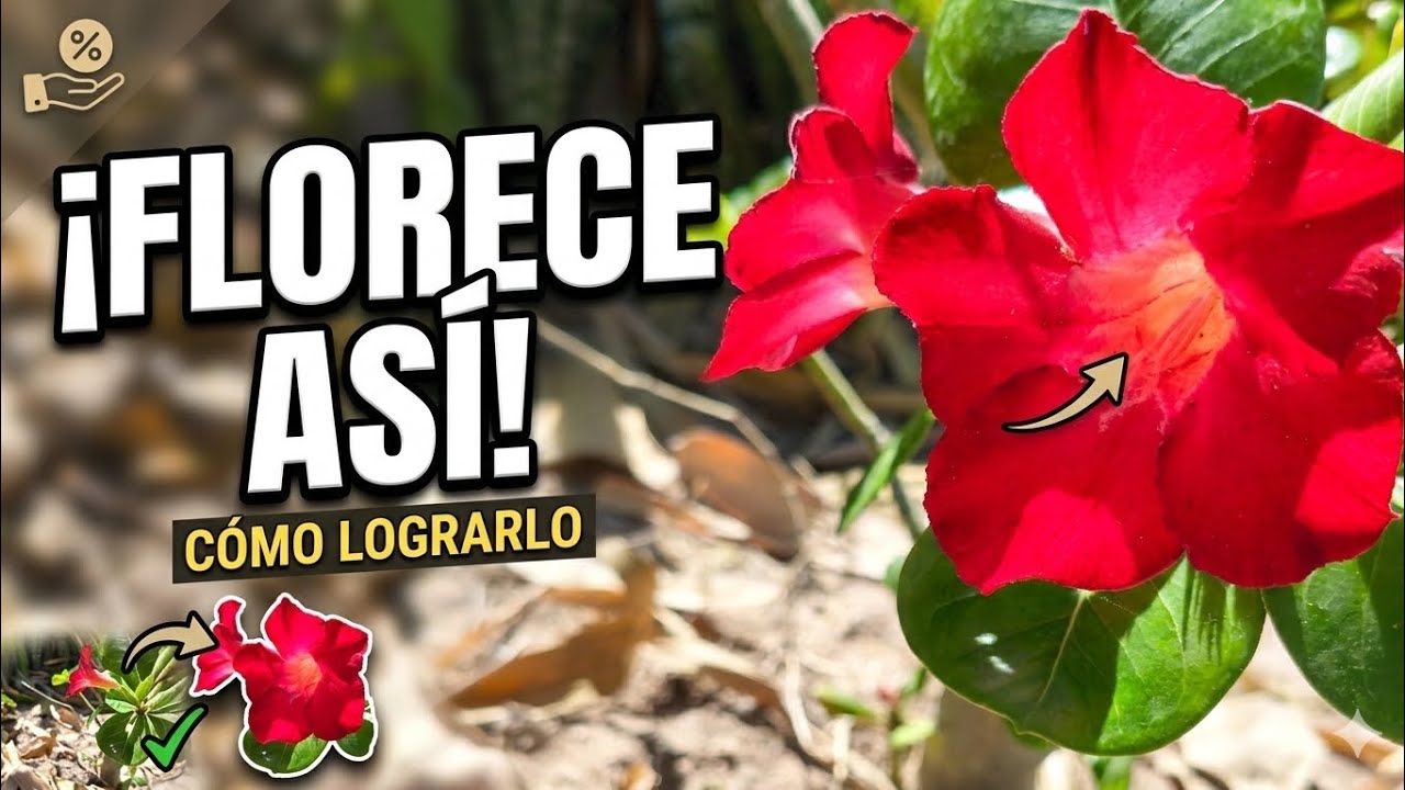 Que hacer con tu Rosa del desierto para que esté sana y tenga muchas flores bueno aquí te cuento 🌺
