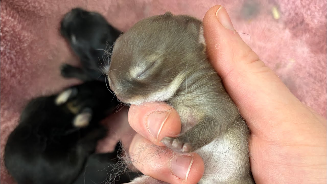 An Update of the Recent 5 Litters!