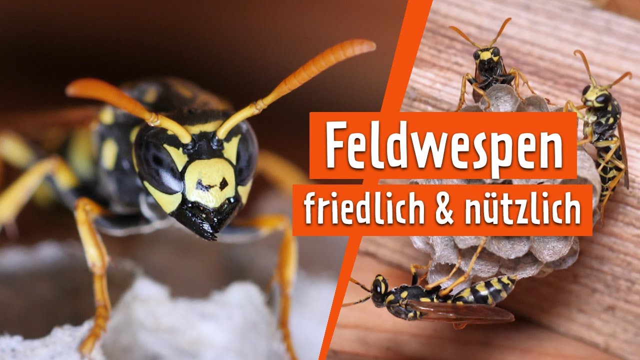 Die Feldwespe ist friedlicher als ihre Verwandten | MDR Garten