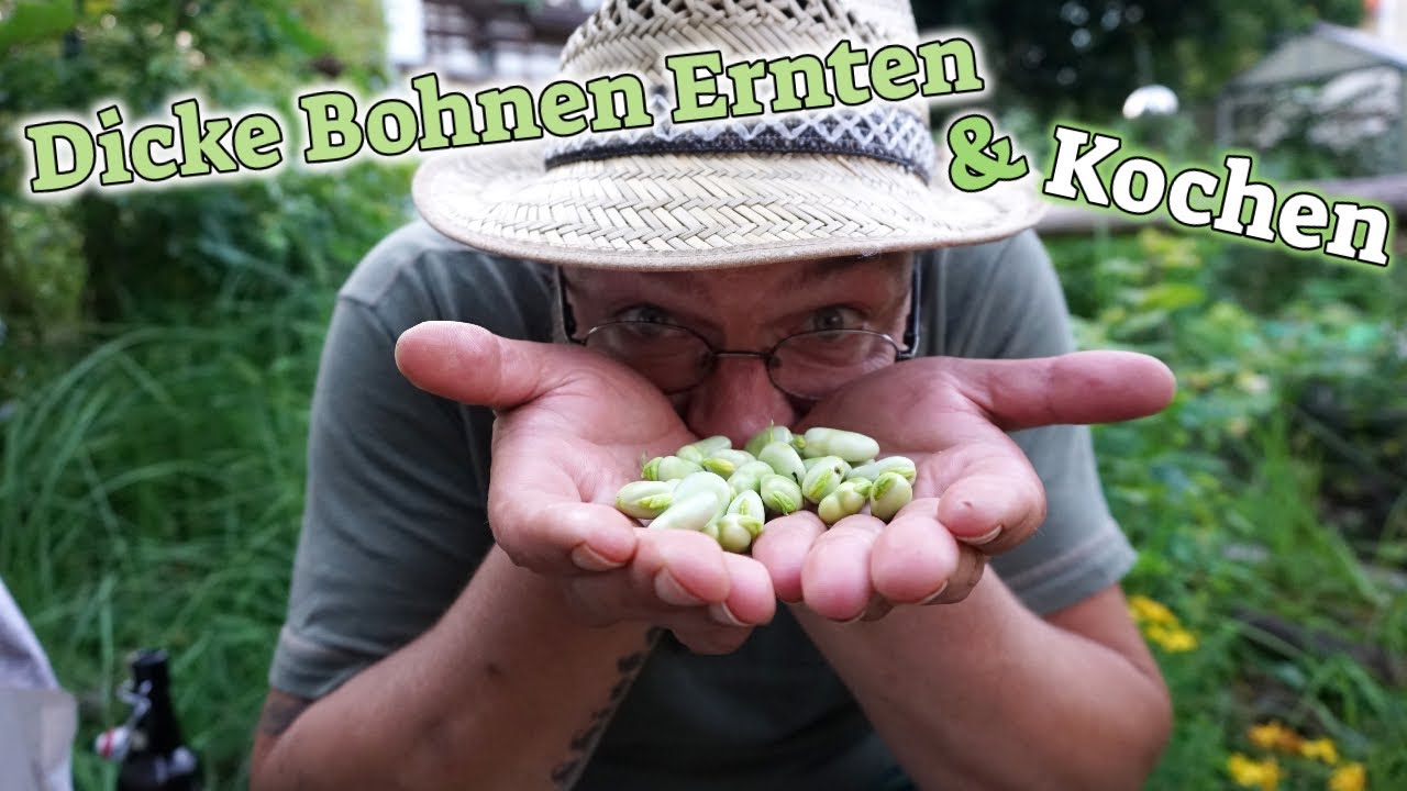 Dicke Bohnen Ernten und Kochen