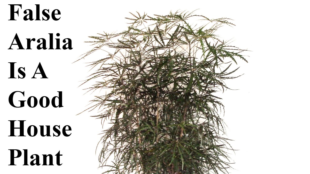 False Aralia