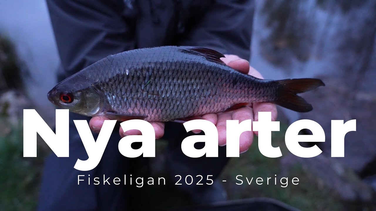 Nya arter till Fiskeligan 2025 - Sverige på mete