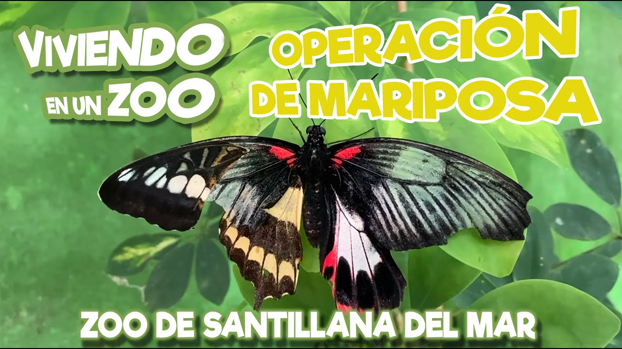 Operación de mariposa