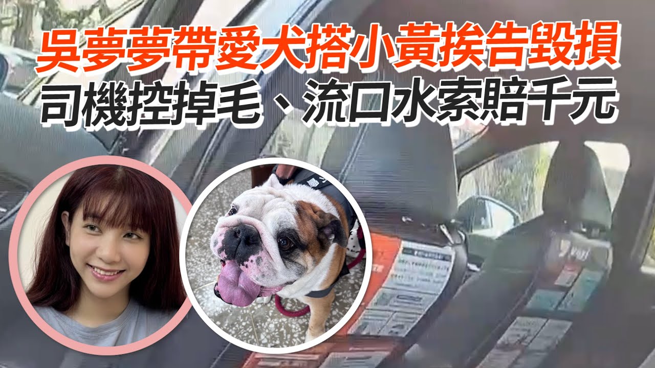 吳夢夢帶愛犬搭小黃挨告毀損　司機控掉毛、流口水索賠千元