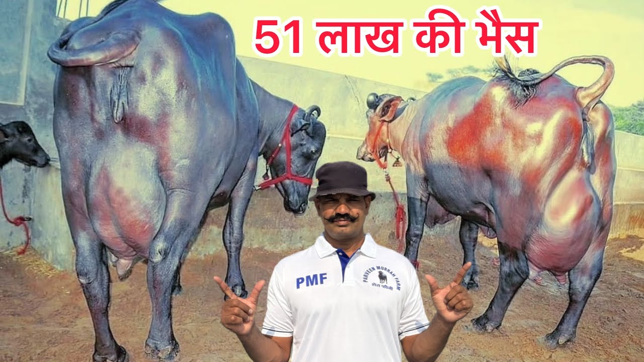 51 लाख की सच्चायी | पोल खोल LIVE