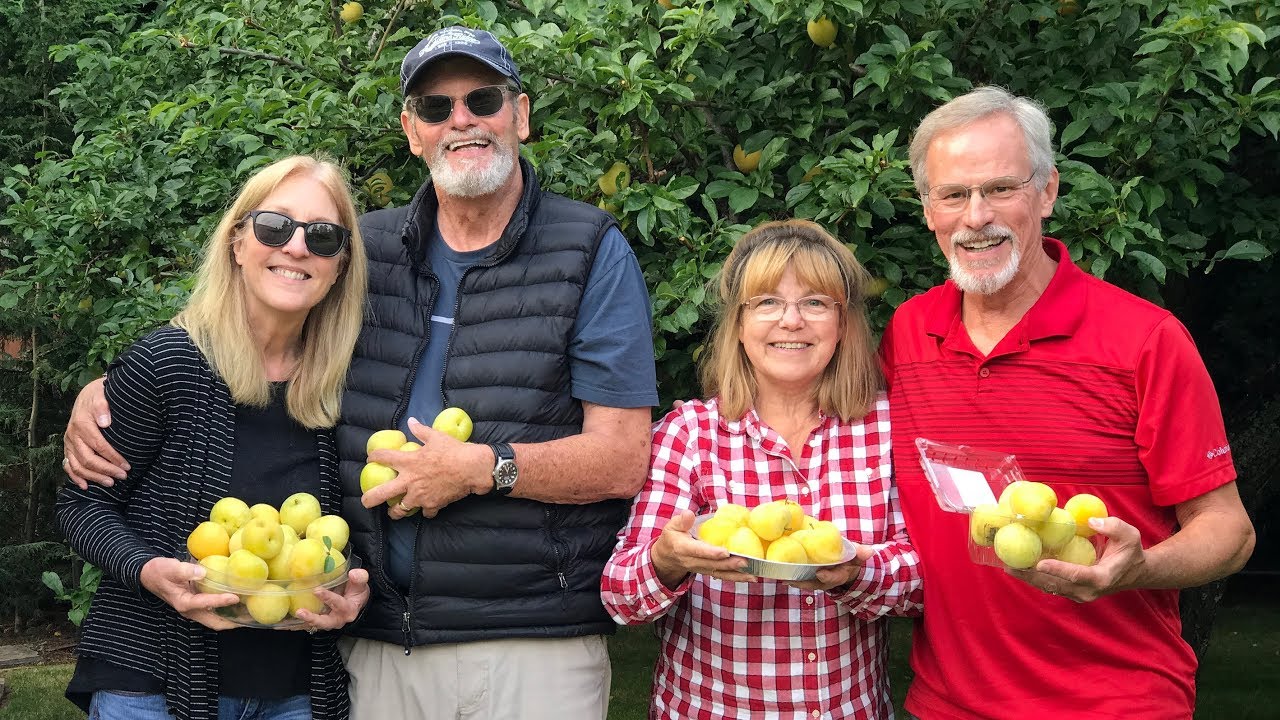 Harvesting Juicy Golden Japan Plums