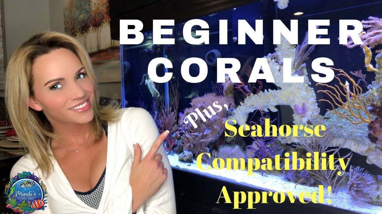BEGINNER CORALS - Seahorse Compatibility Approved - Mindi's Coral Reef