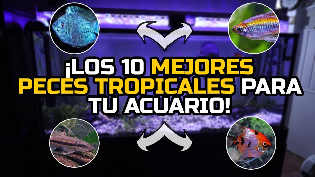 &iexcl;Los 10 MEJORES PECES TROPICALES para tu ACUARIO! | AcuariosLP