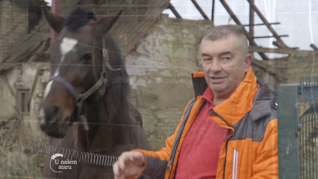 Konji KASACI koji VOLE da slusaju MUZIKU - U nasem ataru 1096