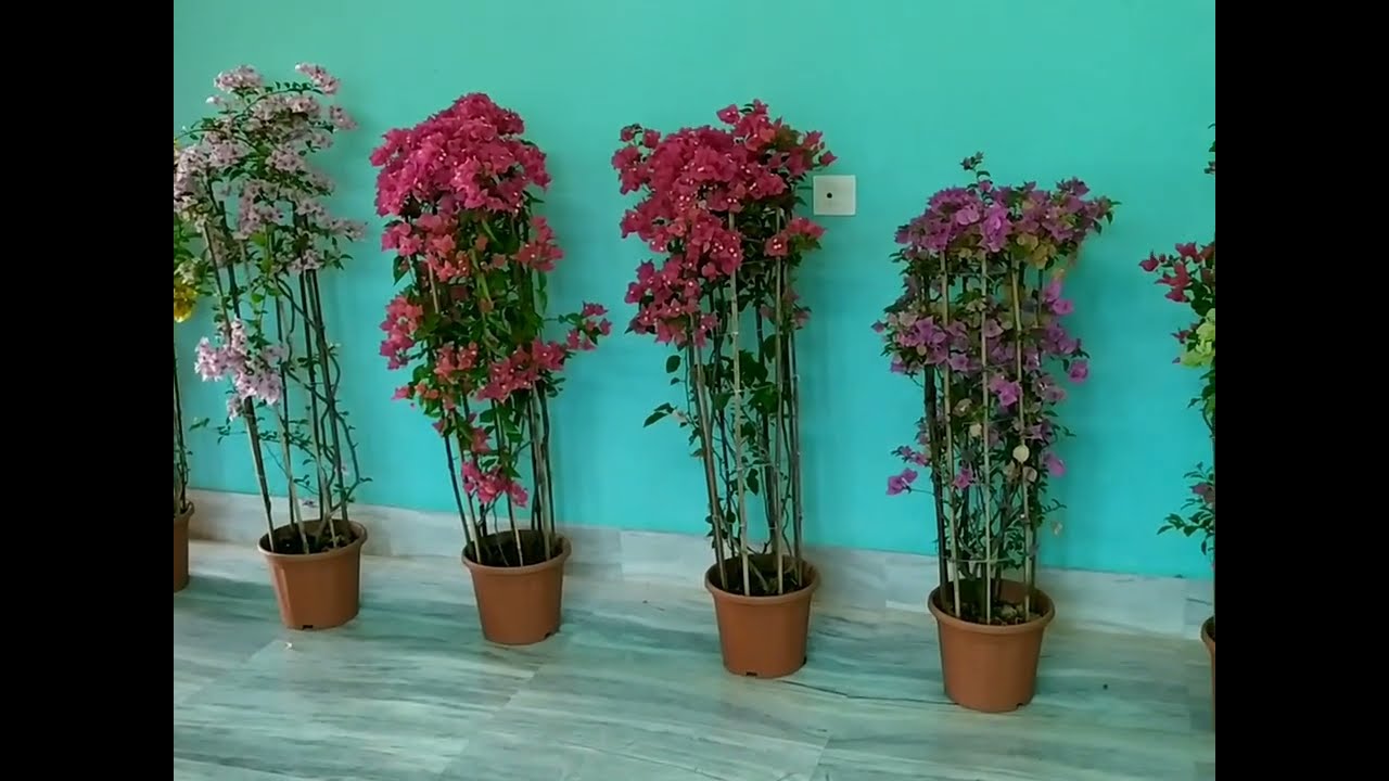 How to make Bougainvillea Tower | Flower Tower in easy steps | Easy innovative gardening ideas