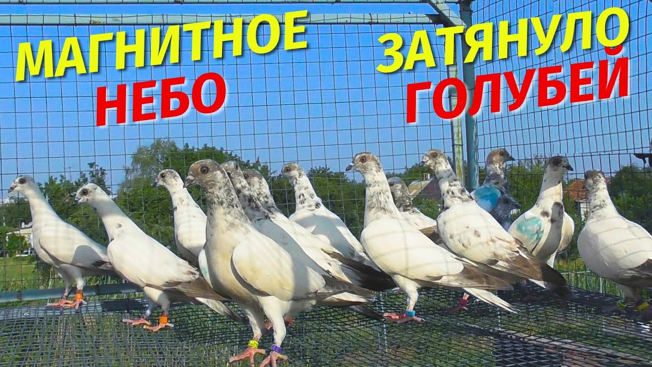 Первый выпуск Бешенных голубей - Молодые голуби 2025😲