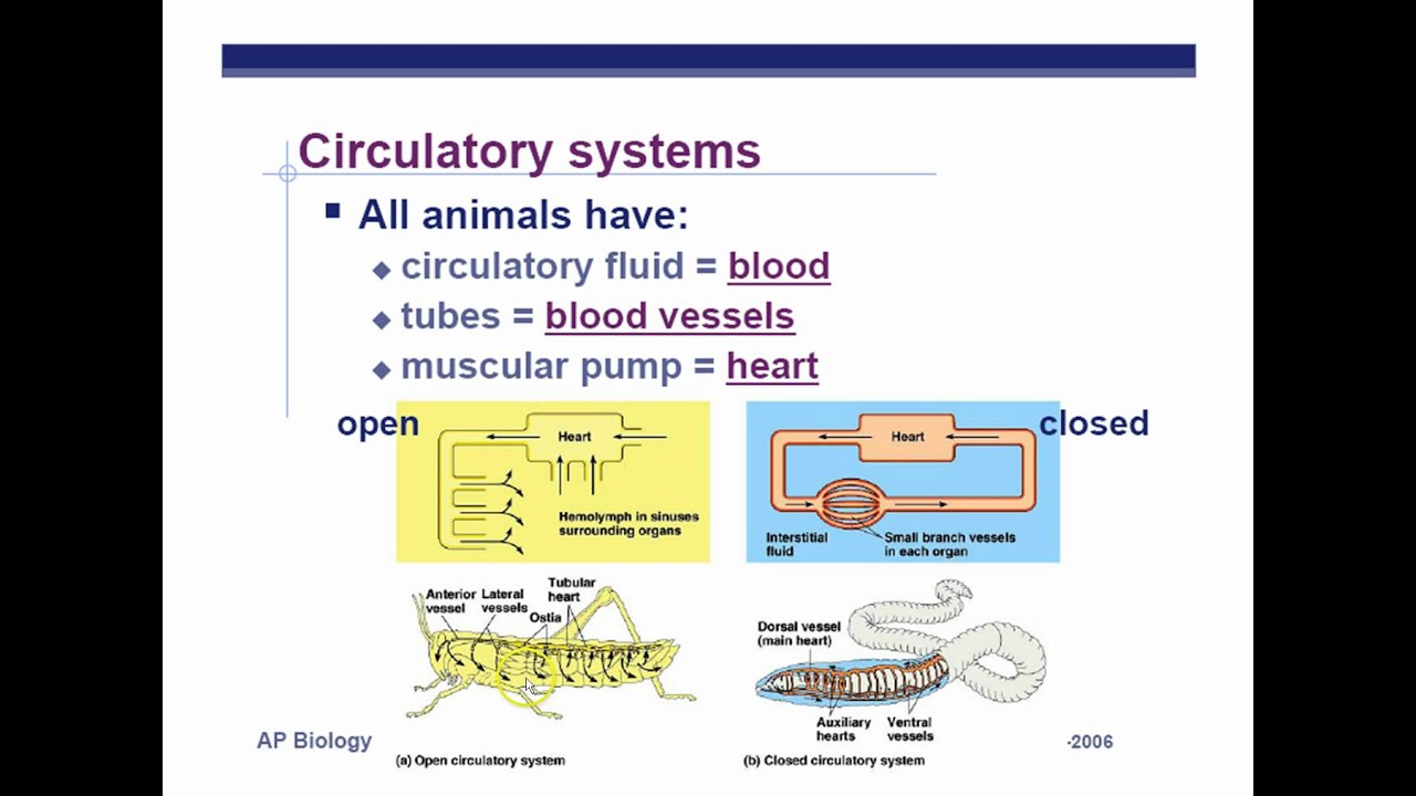 AP Biology Chapter 42 Animal Circulation Part 1