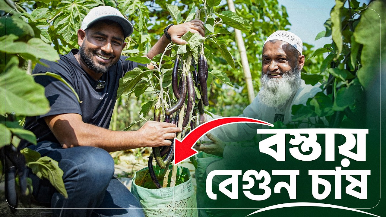 চাষের জমি নেই তো কি! বস্তাতেও বেগুন চাষ করে বাম্পার ফলন আনা যায়