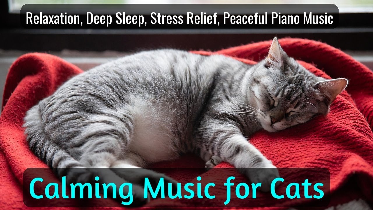 LIVE 🐾 Quiet Night Radio for Cats 🐱 | Season 86