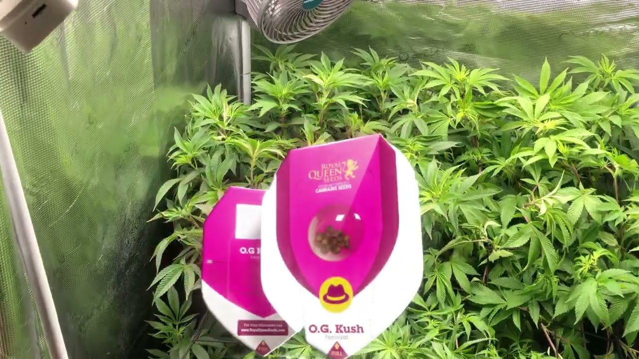 OG Kush Flowering Phase &ndash; Week 3 to Harvest | Indoor Growlog + Feeding & Trichome Check