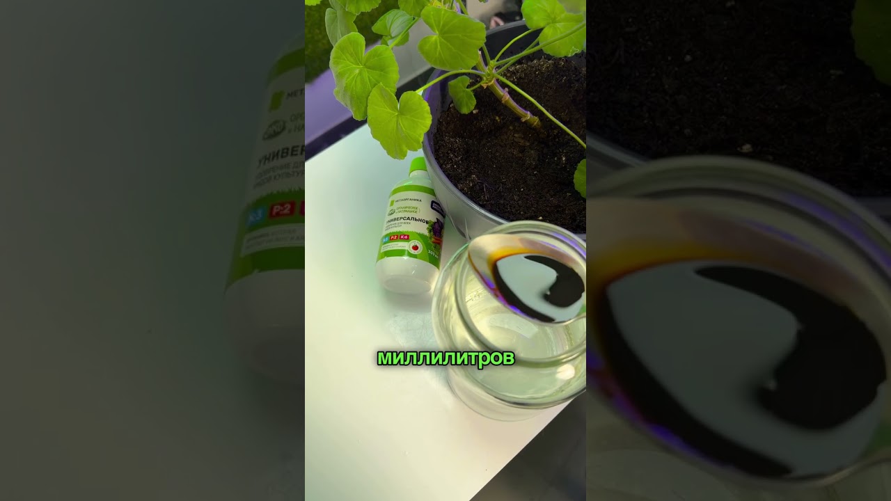 Цветы оживают и цветут от этого