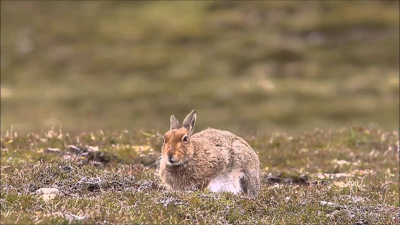 Spring hares in the Cairngorms