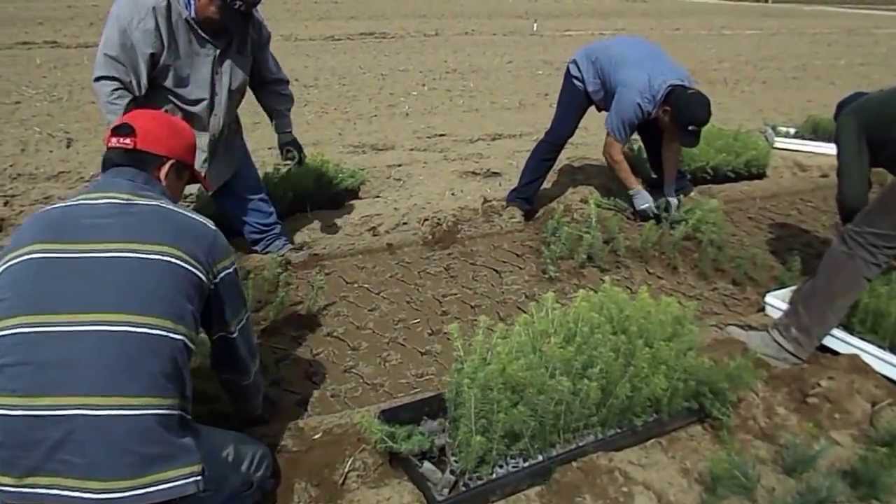 Vans Pines Video Husky Transplants in field