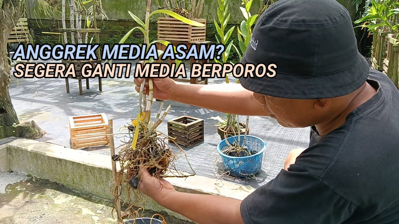 Solusi Anggrek Media Tidak Sehat & Asam, Ganti Pot Berporos, Pakai Pot Kayu