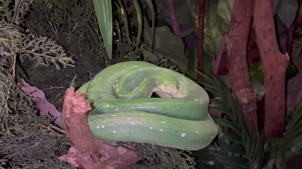 WORLD OF NATURE-ANIMALS AT THE BLACKHAWK MUSEUM