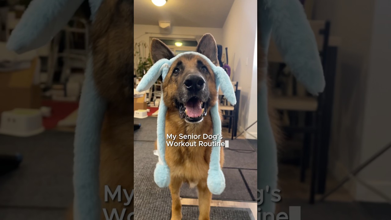 🐰my dog workout in style #germanshepherd #shorts #dogfitness
