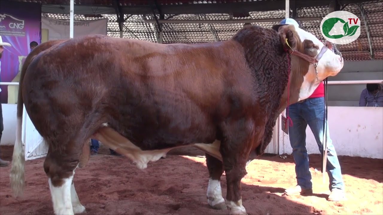 Toro Bicampeón Regional de Simmental