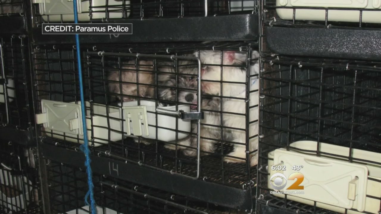 Pet Shop Owner Speaks Out