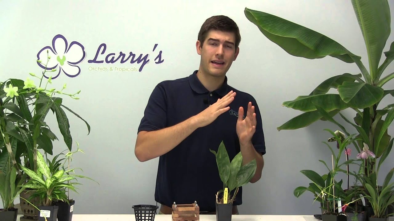 How To Grow Stanhopia Orchids - Complete Growing Guide