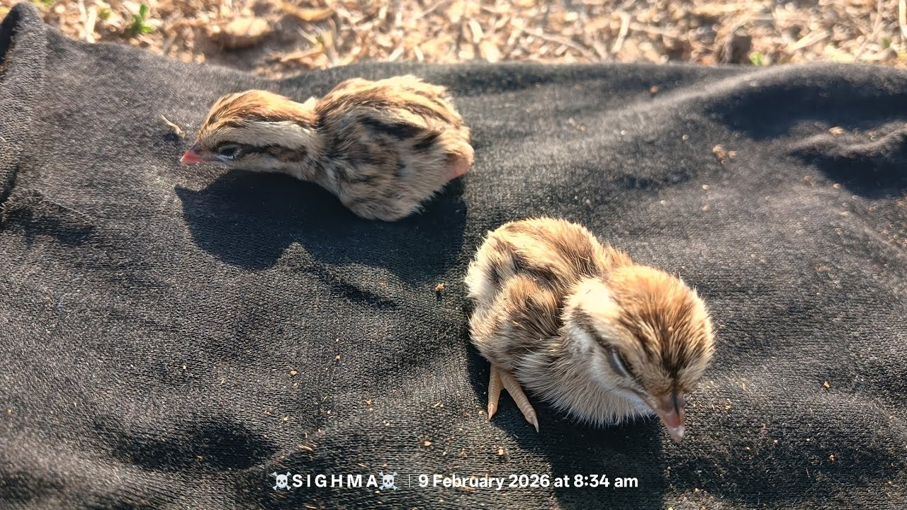 😍 4 Desi Teetar Ka Bacha 🥰 Gray Francolin Chiks| Partridge Chiks| 