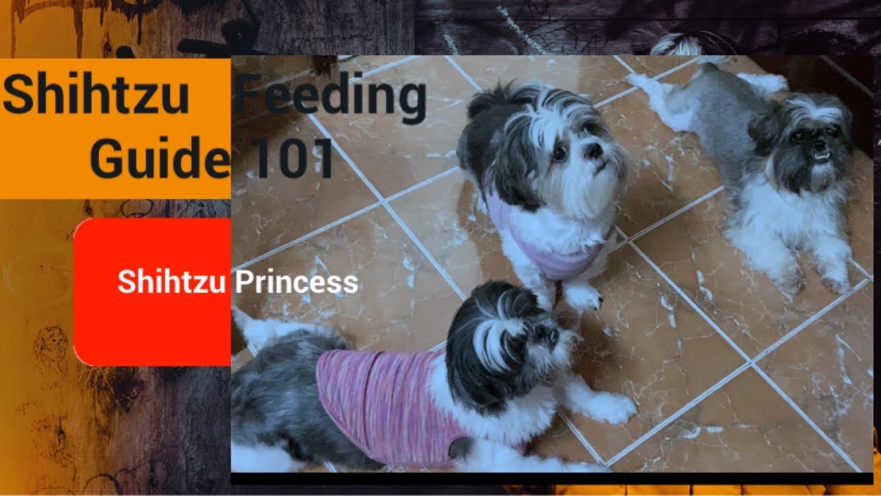 Feeding Tips For Shihtzu