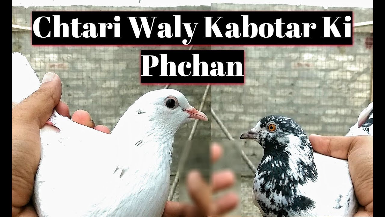 Low Flyer Kabootar Ki Phchan | Hashim Mahmood Pigeons