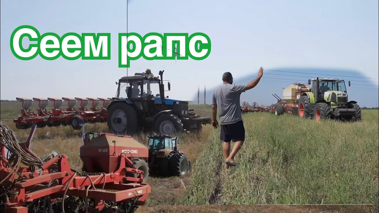посев рапса 2021