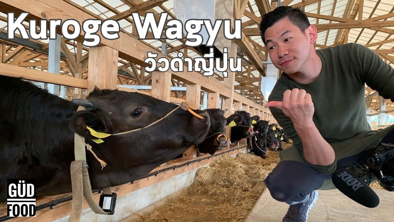 ฟาร์มวัวดำญี่ปุ่น (Kuroge wagyu) ที่เมือง Kagoshima , Japan