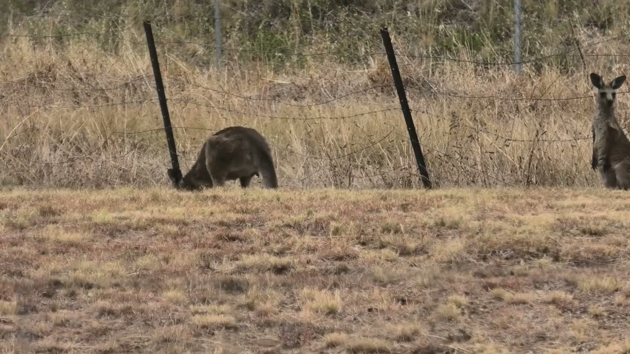 Kangaroo=Werris Creek