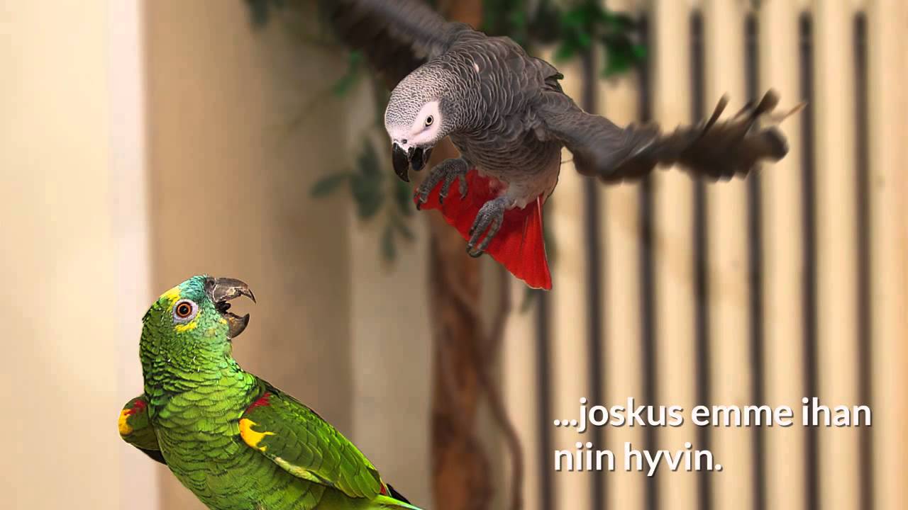 PetExpo 2014 -video
