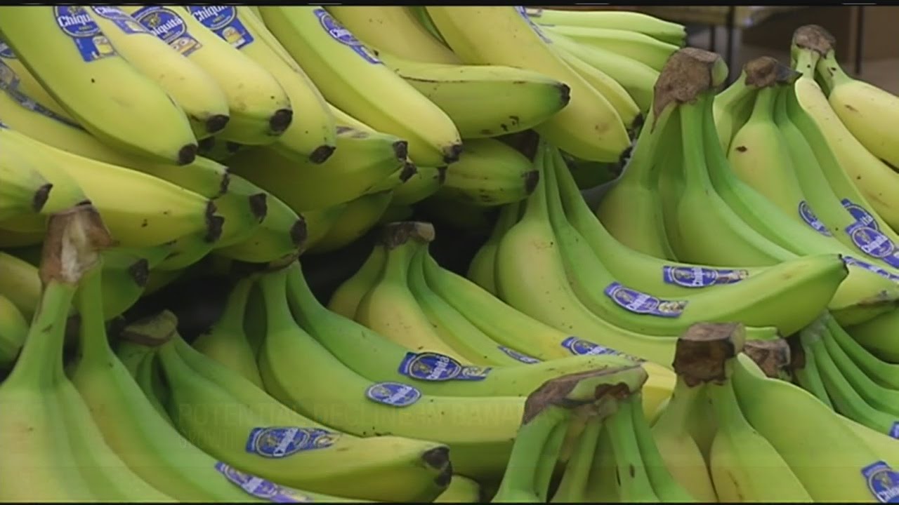 Fungal disease could affect banana growing