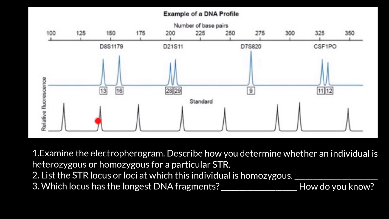 How to read STR electropherogram