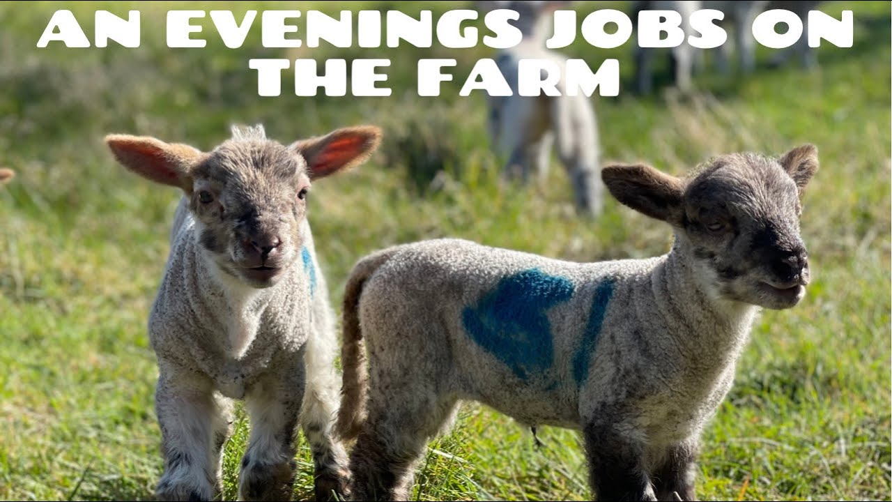 S1:E10 Putting the sheep and lambs in for the night