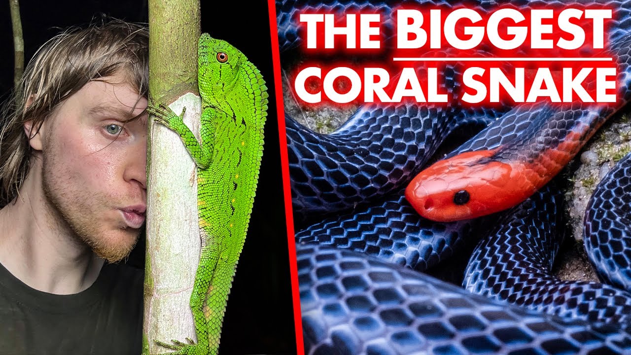 It's RAINING incredible snakes (BIG targets)