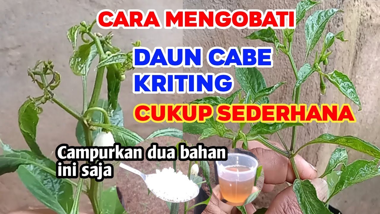 Daun cabe kriting langsung sembuh dengan cara ini