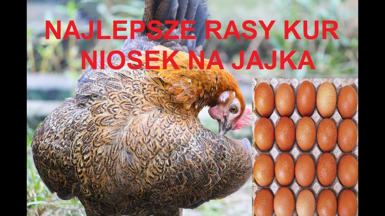 Odcinek 1068 NAJLEPSZE RASY KUR DO NIEŚNOŚĆI, DUŻO JAJEK, JAK WYBIERAĆ TAKI DRÓB?