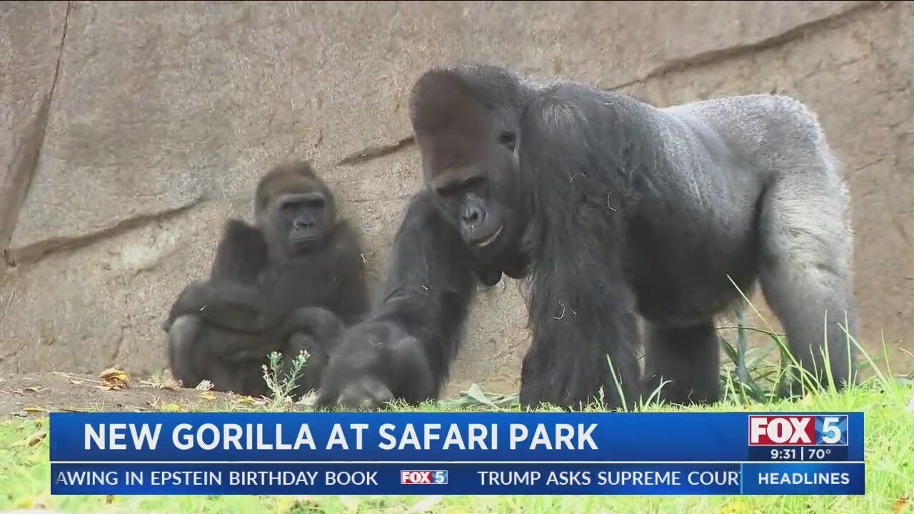 Silverback gorilla Paul Donn has joined the troop at the Safari Park